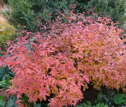 Gillenia trifoliata - Herbstfärbung