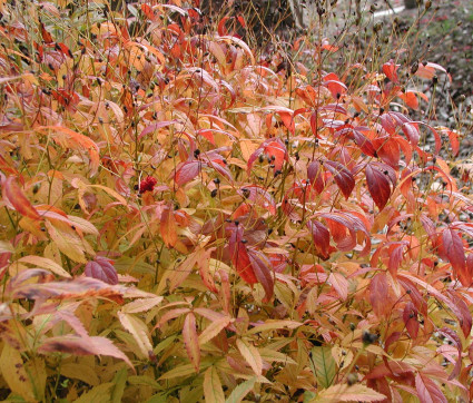Gillenia trifoliata - Herbstfärbung