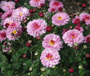 Chrysanthemum Indicum-Hybride 'Anastasia'