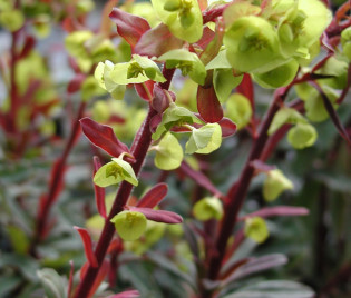 Euphorbia amygdaloides 'Purpurea'