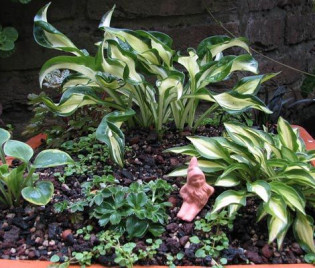 Hosta Hybride 'Little Caesar'