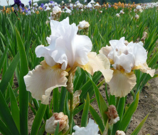 Iris barbata-elatior 'Champagne Elegance'