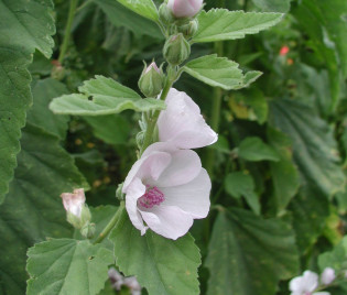 Althaea officinalis 