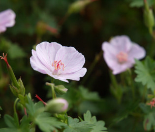 Geranium sanguineum 'Apfelblüte'