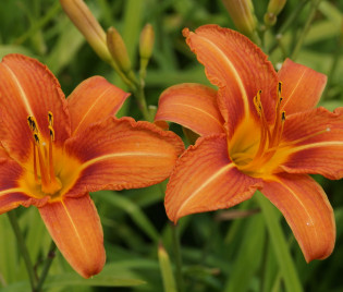 Hemerocallis fulva