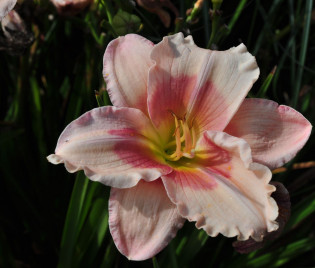 Hemerocallis Hybride 'Janice Brown'