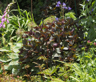 Eupatorium rugosum 'Chocolate'