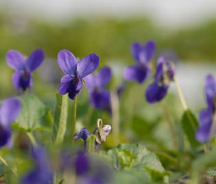 Viola odorata 'Donau'