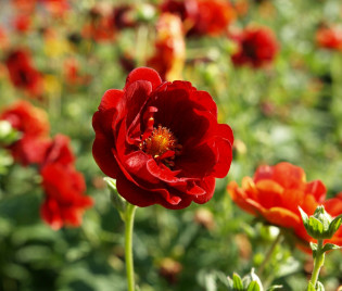 Potentilla x cultorum 'Arc-en-Ciel' 