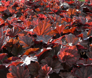 Heuchera Hybride 'Mocha'