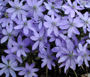 Hepatica nobilis