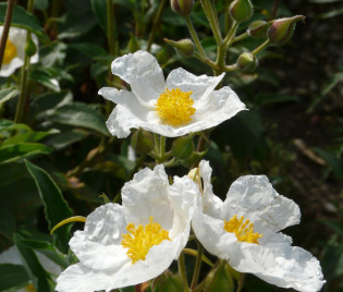 Cistus laurifolius