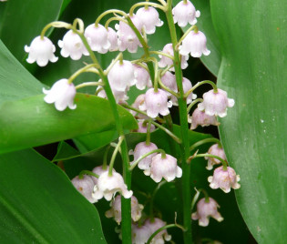 Convallaria majalis 'Rosea'