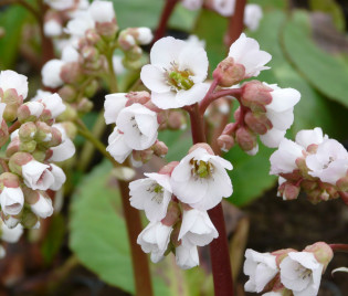 Bergenia Hybride 'Schneekönigin'