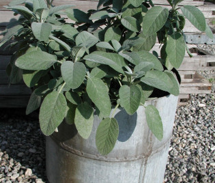 Salvia officinalis 'Berggarten'