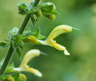 Salvia glutinosa