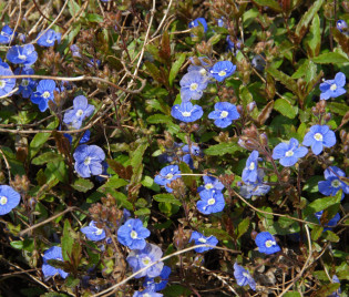 Veronica umbrosa 'Georgia Blue'