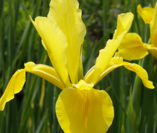 Iris Spuria-Hybride 'Skyline'