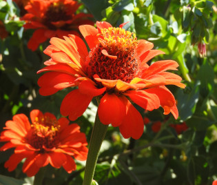 Zinnia elegans