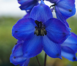 Delphinium Elatum-Hybride 'Waldenburg'