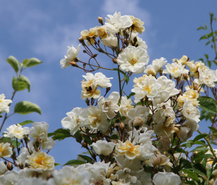 Rosa 'Goldfinch'