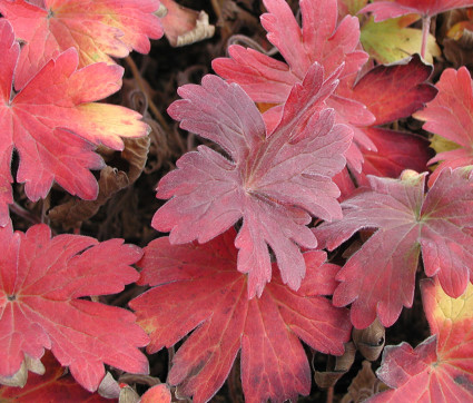 Geranium wlassovianum