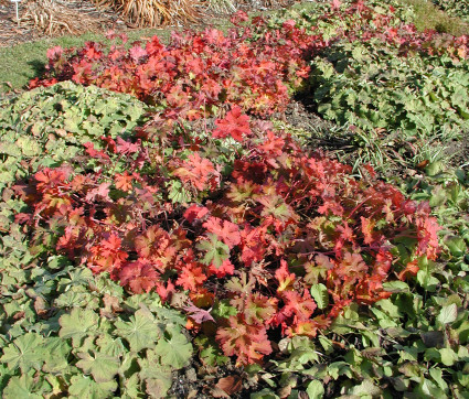 Geranium wlassovianum