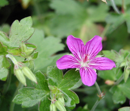 Geranium wlassovianum