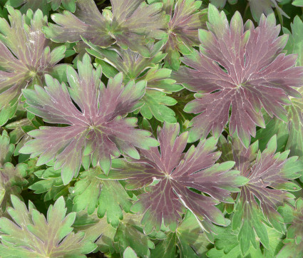 Geranium wlassovianum