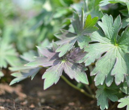 Geranium wlassovianum