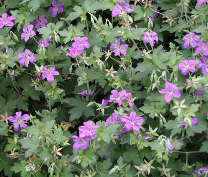 Geranium wlassovianum