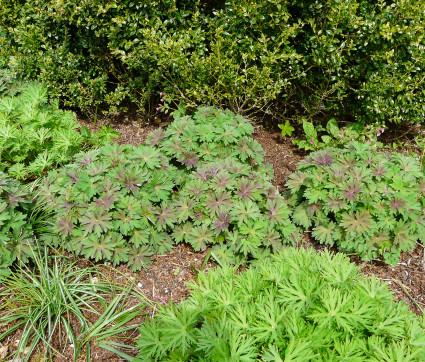 Geranium wlassovianum