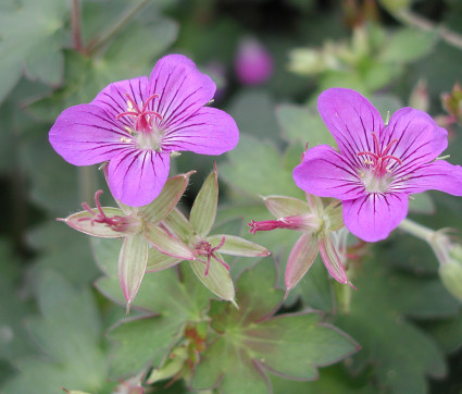 Geranium wlassovianum