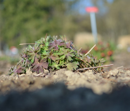 Geranium wlassovianum