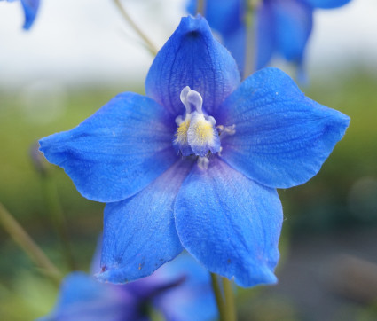 Rittersporn - Delphinium Belladonna-Hybride 'Piccolo'