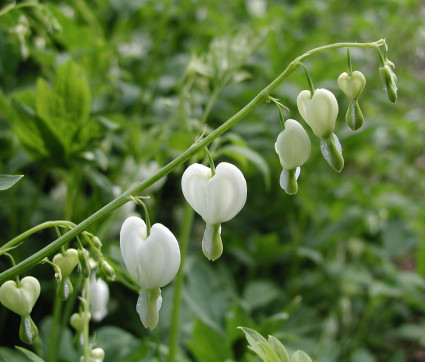  Tränendes Herz - Dicentra spectabilis 'Alba'