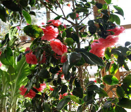 Camellia ‘Chandlers Elegans‘ 1823 von Alfred Chandler aus Samen gezogen. 