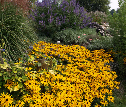 Rudbeckia ‘Goldsturm‘