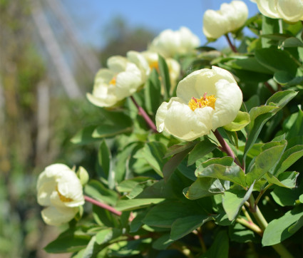 Paeonia mlokosewitschii 