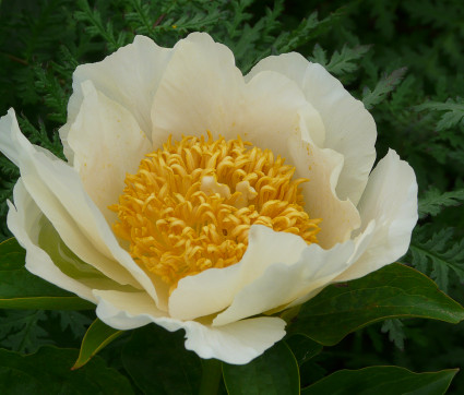 Paeonia mlokosewitschii 