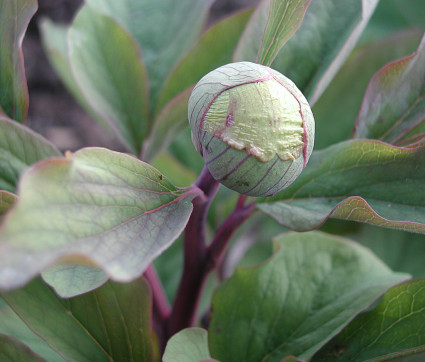 Knospe - Paeonia mlokosewitschii 