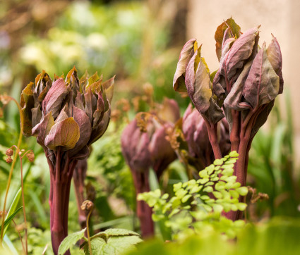 Austrieb - Paeonia mlokosewitschii 