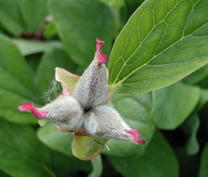 Samenstand - Paeonia mlokosewitschii 