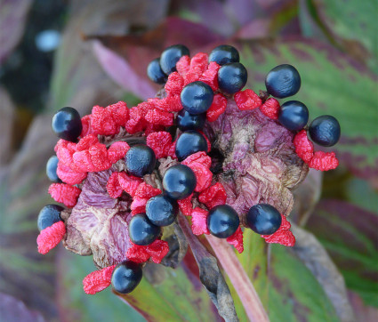 Samenstand - Paeonia mlokosewitschii 