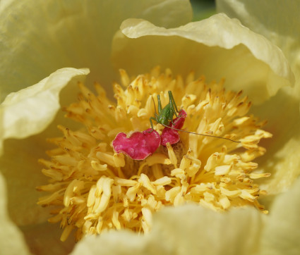 Paeonia mlokosewitschii 