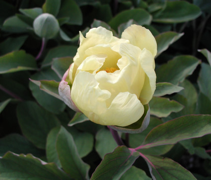 Paeonia mlokosewitschii 