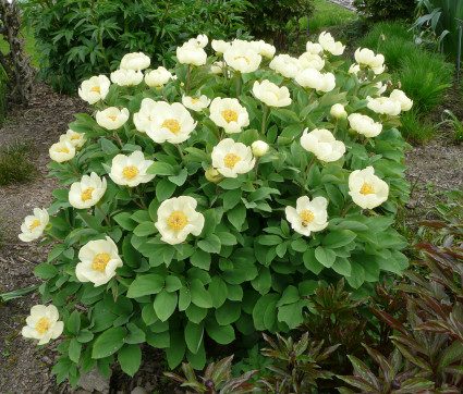 Paeonia mlokosewitschii 