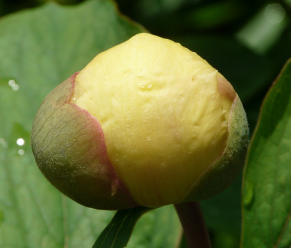 Paeonia mlokosewitschii 