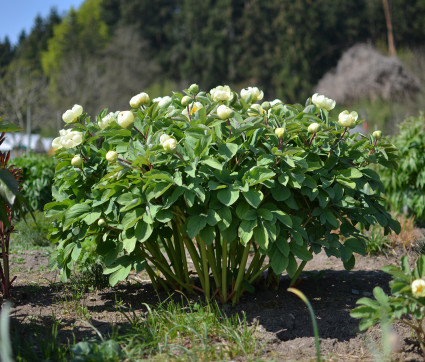 Paeonia mlokosewitschii 