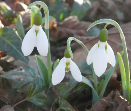 Galanthus elwesii